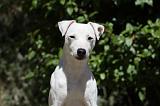 PARSON RUSSEL TERRIER 177